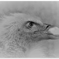 Art Prints of Bald eagle