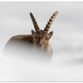 Art Prints of Alpine Ibex