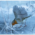 Art Prints of European robin (Erithacus rubecula).