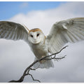 Art Prints of Snowy Owl
