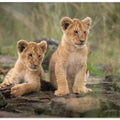 Art Prints of Little lion cubs
