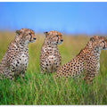 Art Prints of Focused on the target