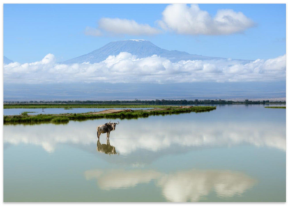 Wildebeest with Kilimanjaro
