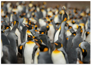 Art Prints of King penguin colony