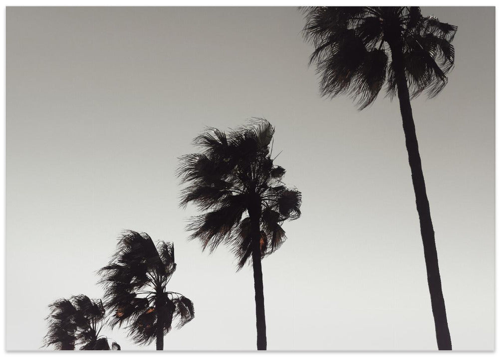 Palm_004