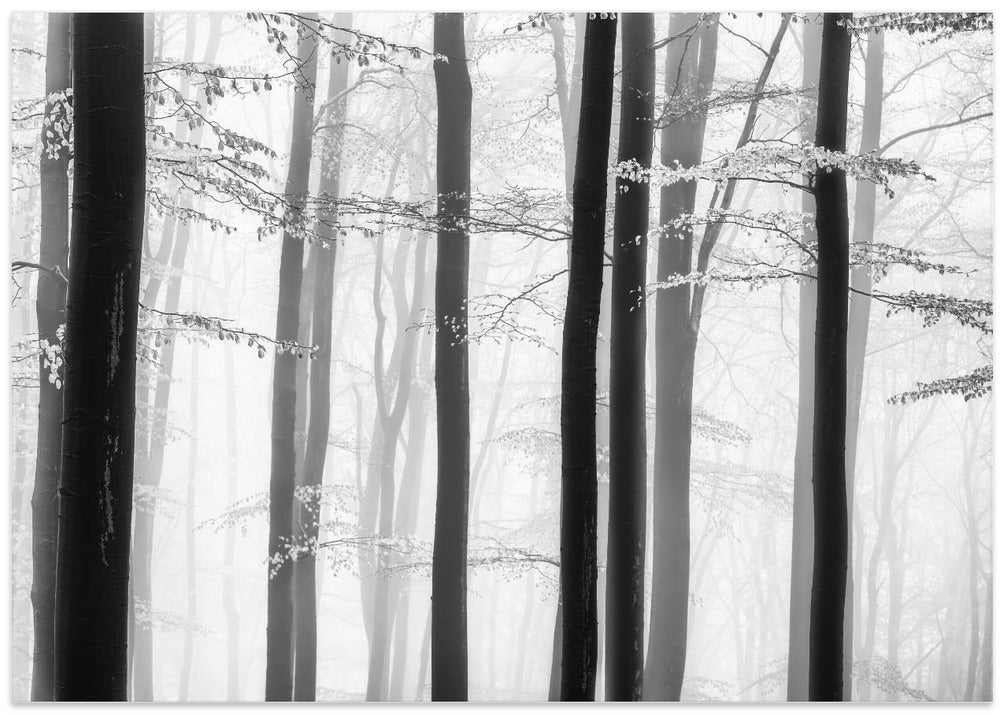 Spring trees