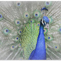 Art Prints of Peacock