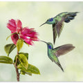 Art Prints of Costa Rica Hummingbirds