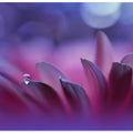 Blossoming Heart...II