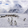 Art Prints of The Penguins Natual Habitat in Antarctica