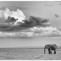 Art Prints of Alone