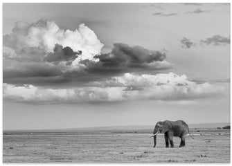 Art Prints of Alone