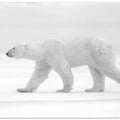 Art Prints of Just  white