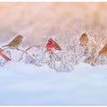 Art Prints of Snowy Morning  Party