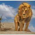 Art Prints of The Lion King