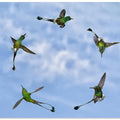 Art Prints of Joy of Flight