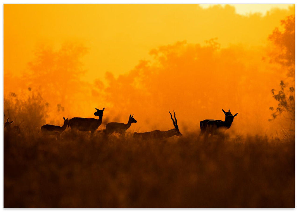 Art Prints of An evening in Nature