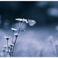 Small Butterfly