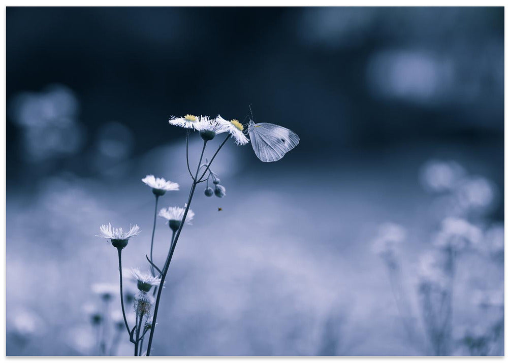Small Butterfly