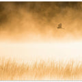 Art Prints of Morning Flight