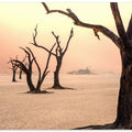 Fog and trees in the desert