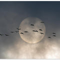 Art Prints of Wings
