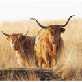 Art Prints of Young and old Highlander