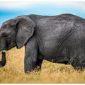 Art Prints of Elephant