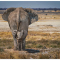 Art Prints of BabyElephant