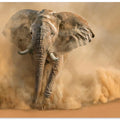 Art Prints of Desertstorm