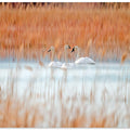 Art Prints of Three white swans