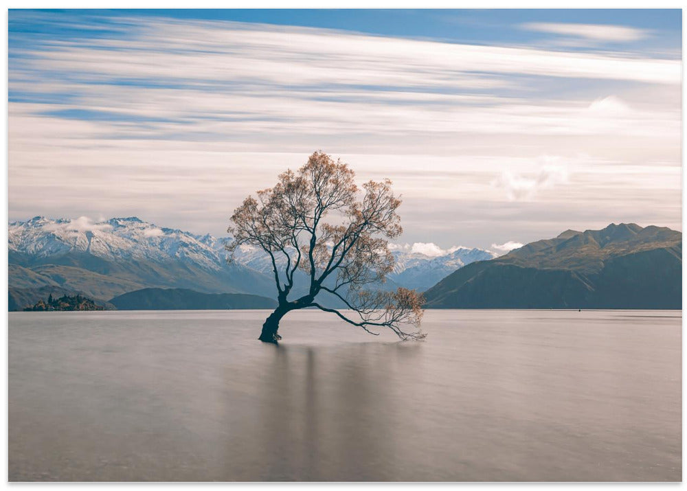 lonely tree
