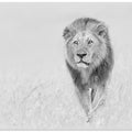Art Prints of The King of The Prairie