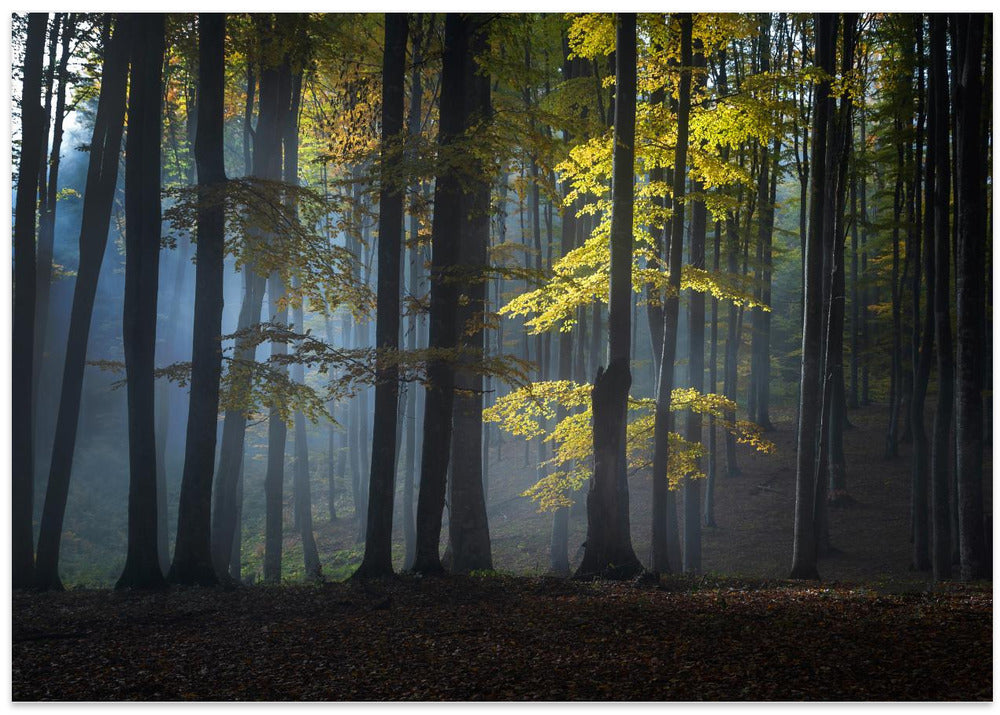Foggy forest
