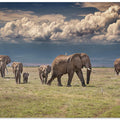 Art Prints of Amboseli wonderland