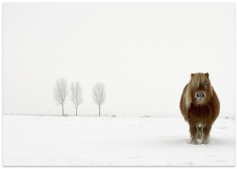 The cold pony