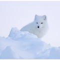 Art Prints of White fox