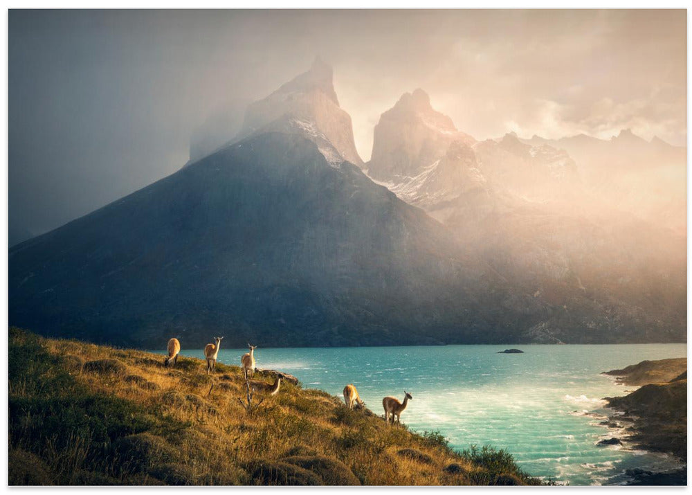 Alpaca at Torres de Paine