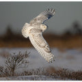 Art Prints of Snowy Owl