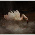 Art Prints of Flamingo's Paradise