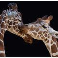 The kiss