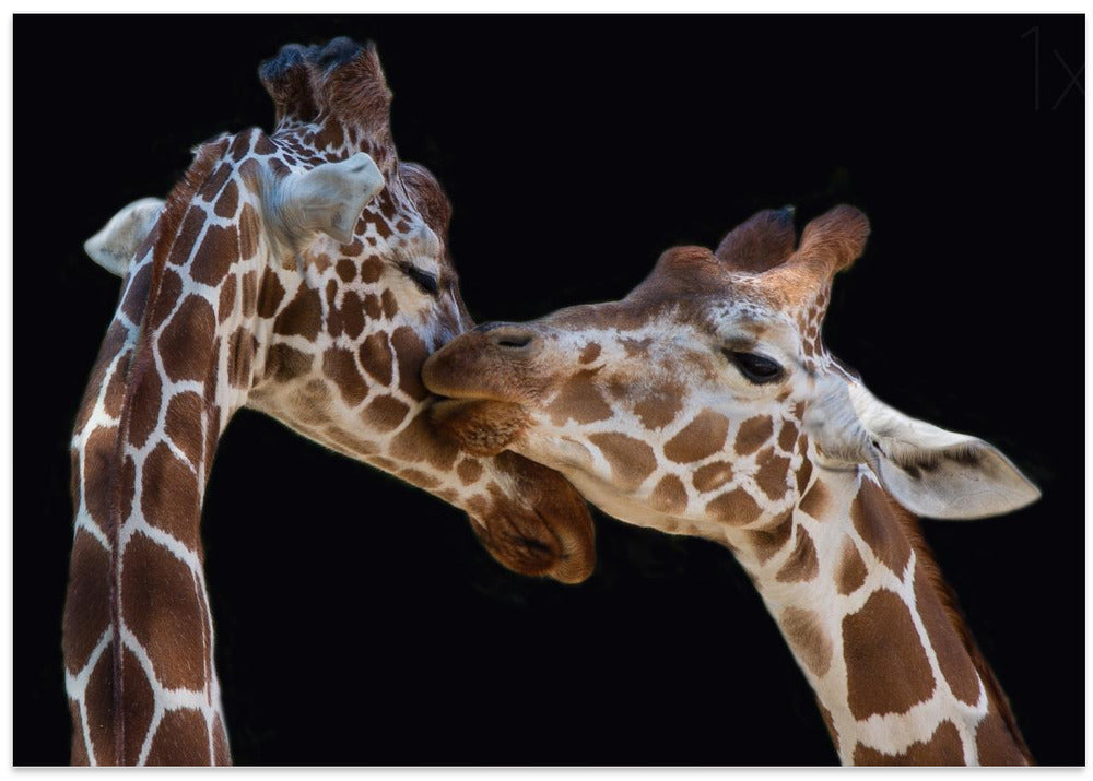 The kiss