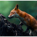 Art Prints of Red fox on patrol