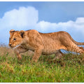 Art Prints of Lion cub on the prowl