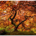 A senior maple tree