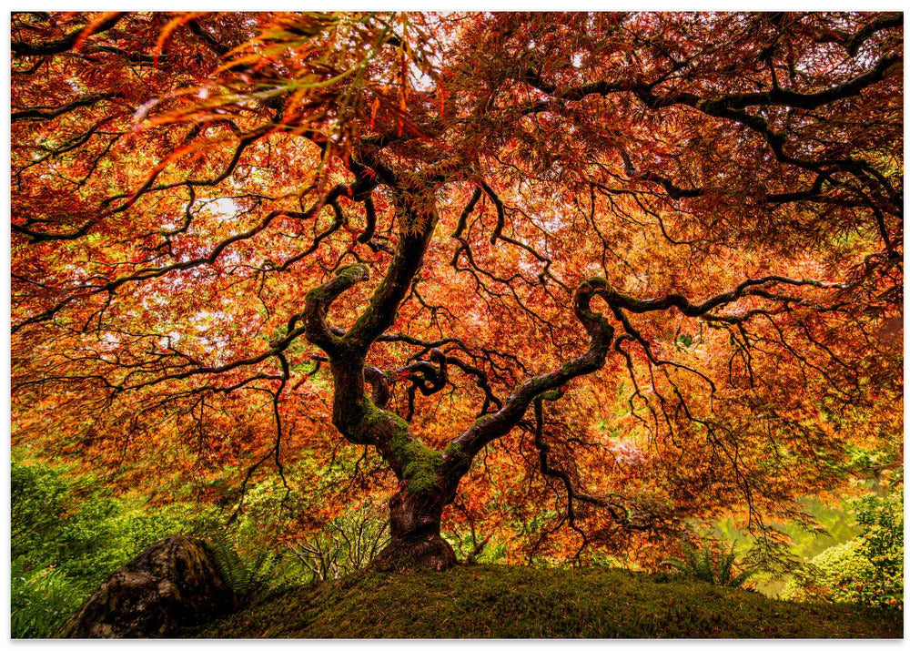 A senior maple tree