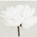 Peony 11
