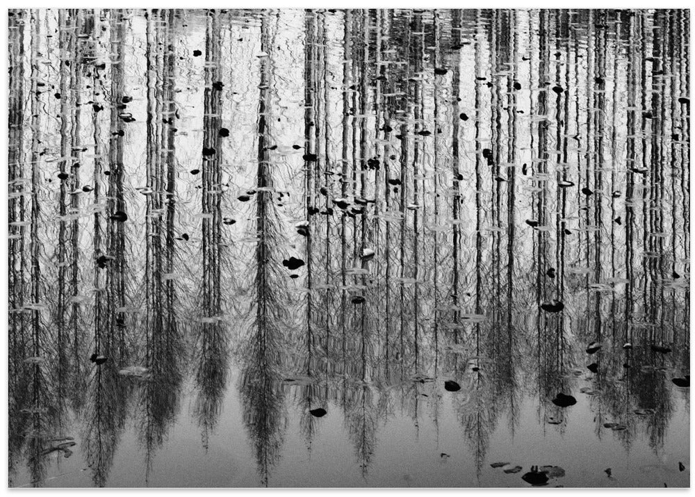 tall reflection