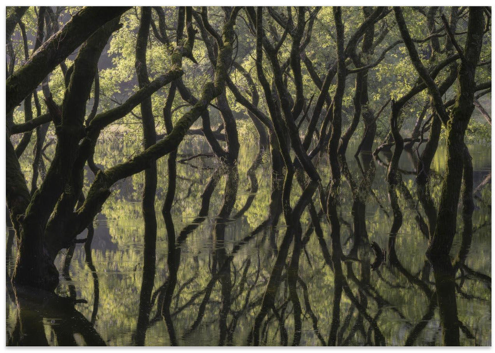 Sunken Forest