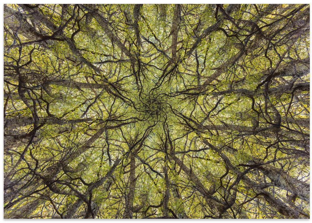 neural connection